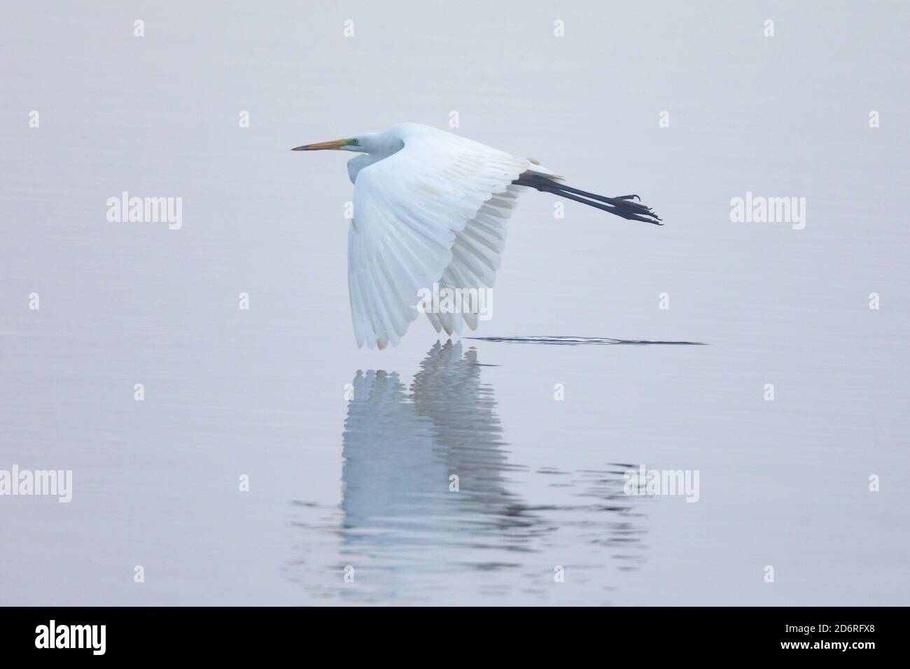 Silberreiher, Silberreiher (Egretta alba, Casmerodius albus, Ardea alba), im Nebel nahe der Wasseroberfläche eines Sees fliegen, Seitenansicht, Deutschland, Stockfoto