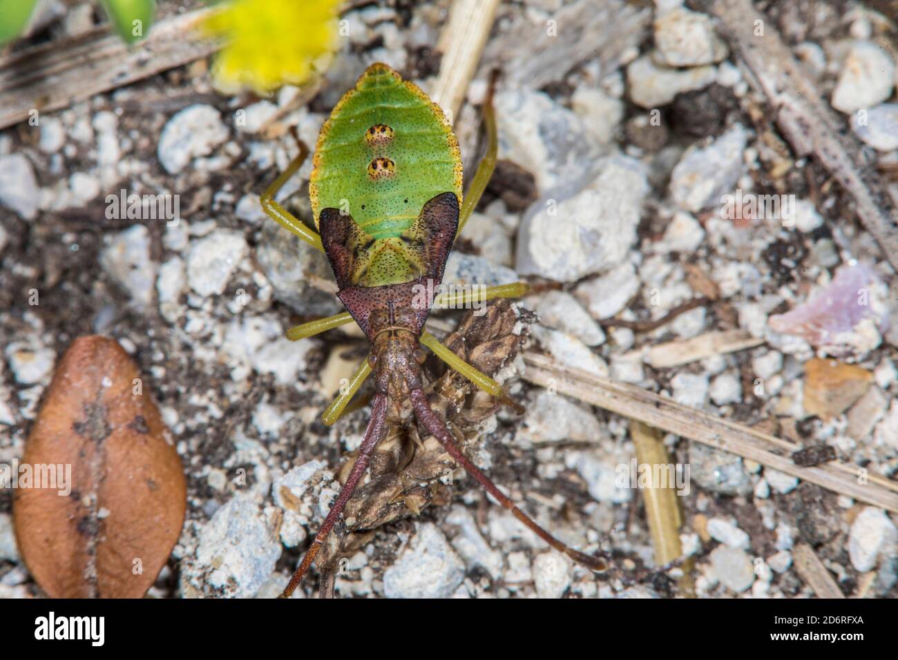 Rhopalid Bug (Rhopalus maculatus), Larve, Deutschland Stockfoto