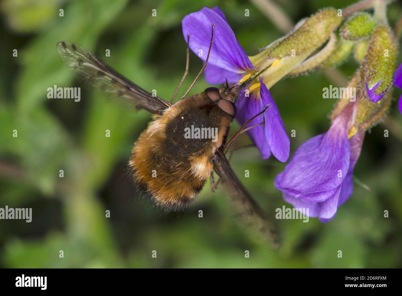 Schwebende Fliegen Stockfotos Und Bilder Kaufen Alamy