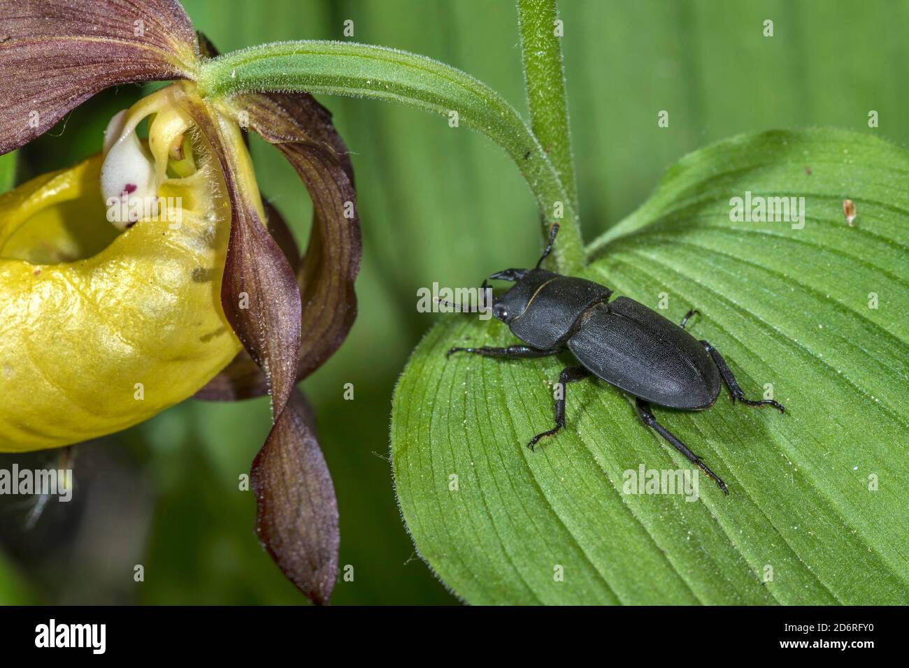 Kleiner Hirschkäfer (Dorcus parallelipipipedus), sitzt auf einer Lady-Slipper Orchidee, Deutschland Stockfoto