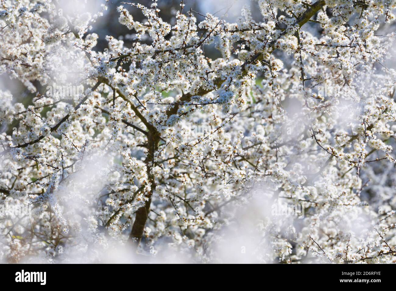 Schlehdorn, Schlehe (Prunus spinosa), blühend, Deutschland Stockfoto