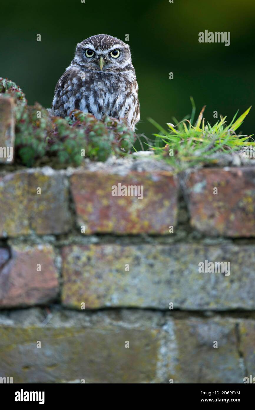 Kleine Eule (Athene noctua), an einer Wand, Vorderansicht, Vereinigtes Königreich, Wales, Pembrokeshire Stockfoto