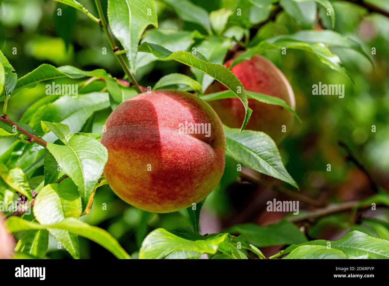 Pfirsich (Prunus persica), Pfirsiche auf einem Zweig, Deutschland Stockfoto