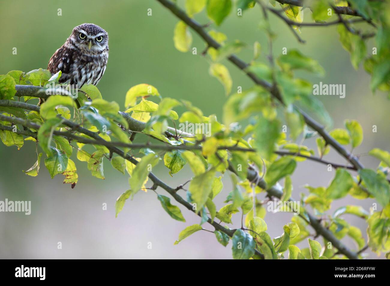 Kleine Eule (Athene noctua), auf einem Ast auf einem Baum, Vereinigtes Königreich, Wales, Pembrokeshire Stockfoto