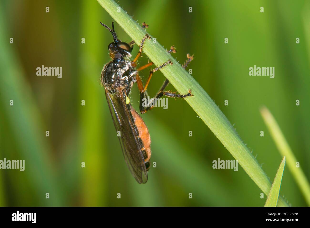 Gemeine Raubfliege (Dioctria hyalipennis), sitzt auf einem Blatt, Deutschland Stockfoto