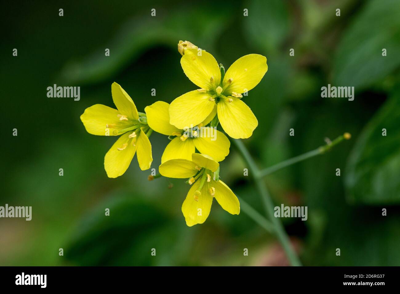 Rucola (Eruca sativa), Blumen Stockfoto