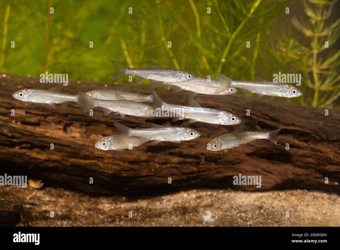 nase (Chondrostoma nasus), kurz vor Umformung des Mundes mit Hornplatten, kleiner Fischschwärme, Deutschland Stockfoto