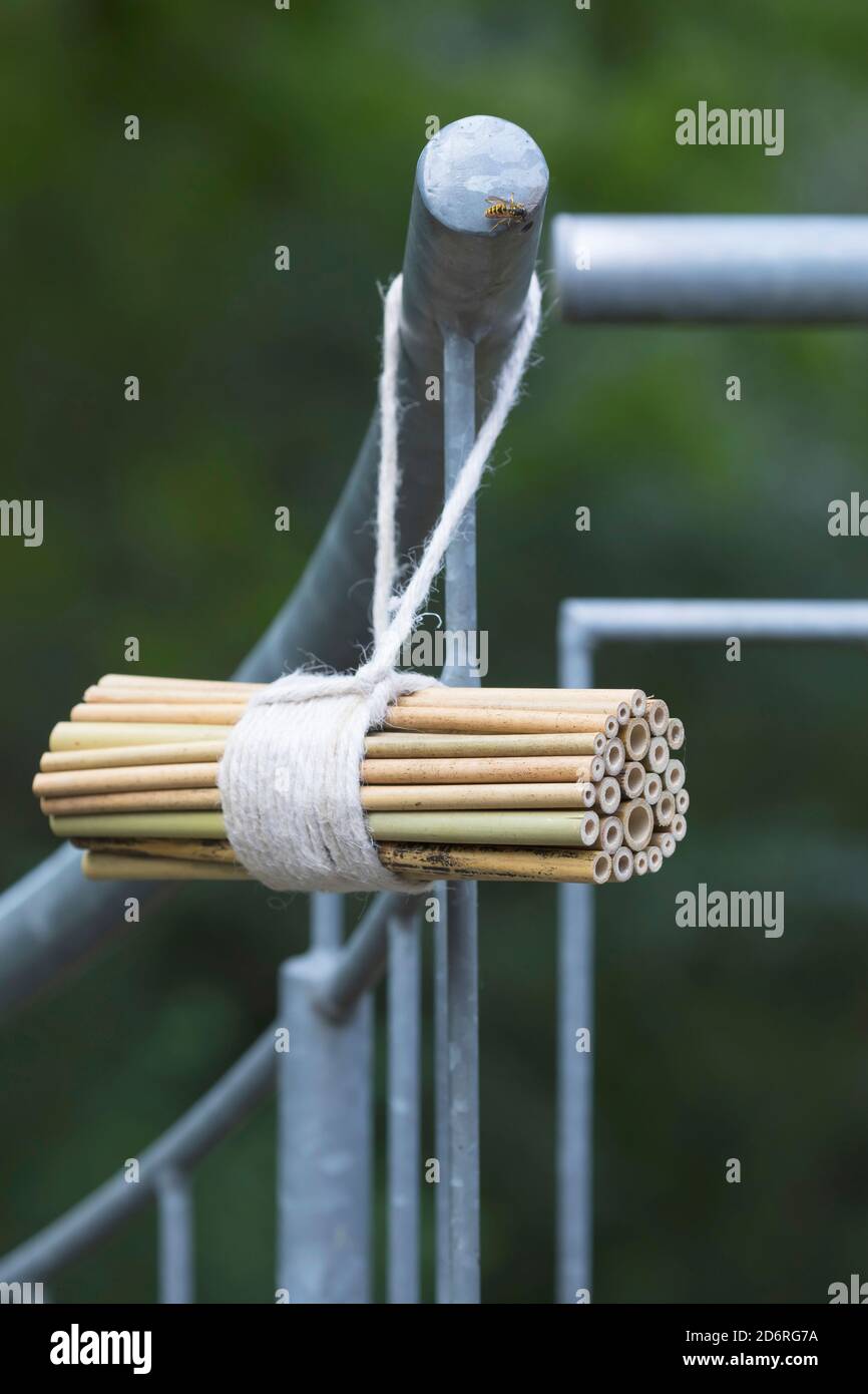 Selbstgebautes Insektenhotel für Wildbienen mit Bambusstämmen, Deutschland Stockfoto