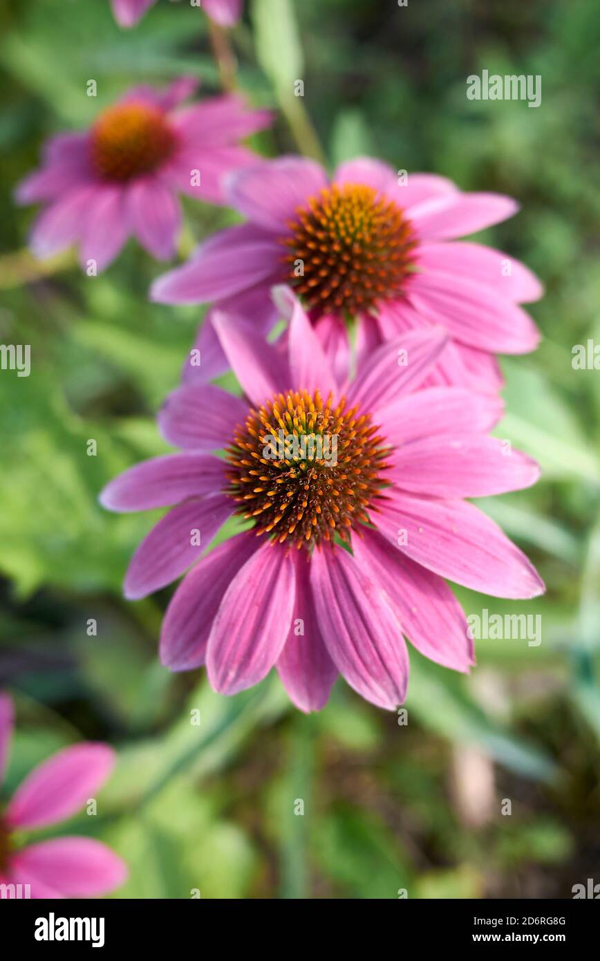 Echinacea purpurea helle Blüte Stockfoto
