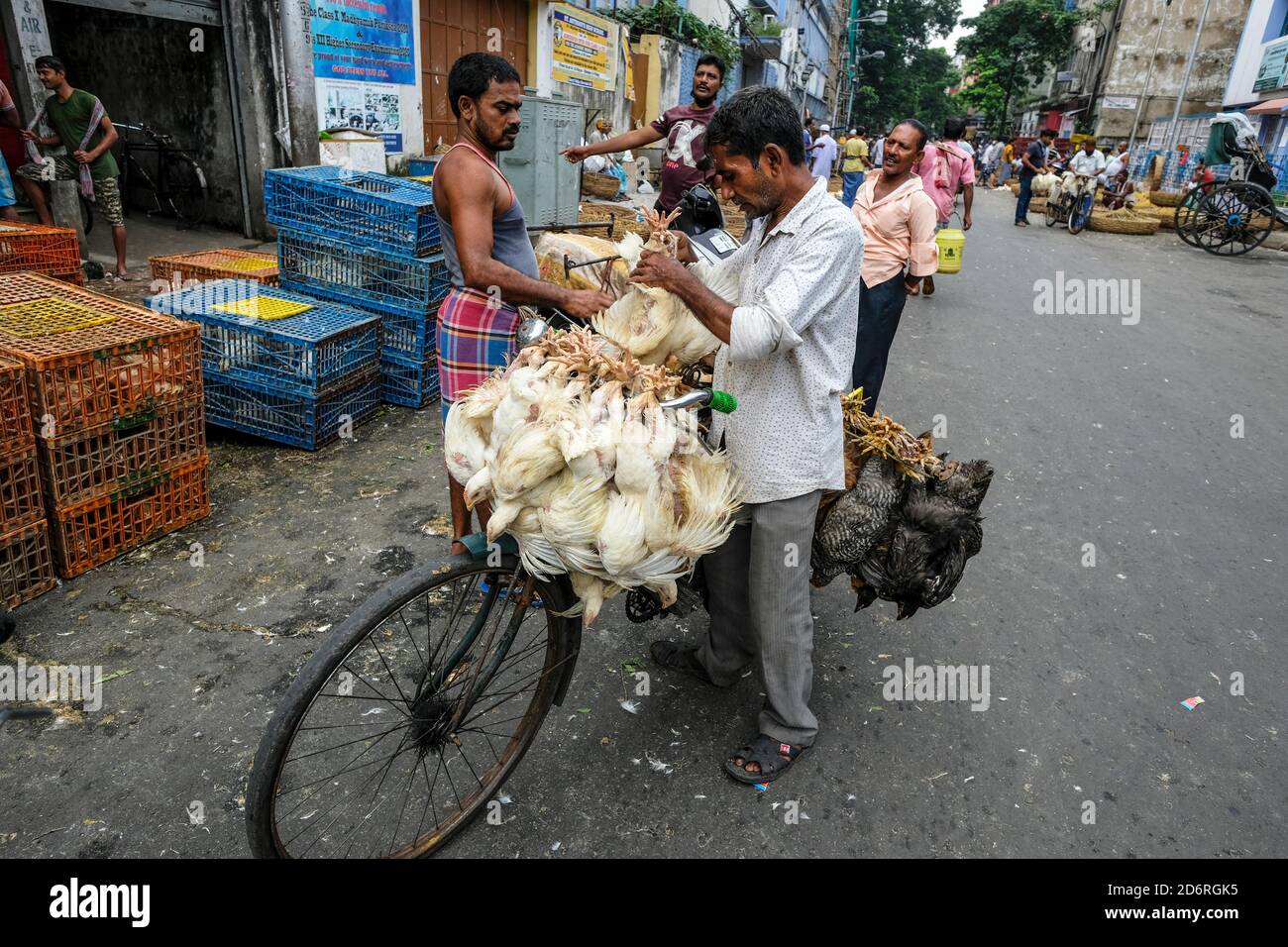 Kolkata, Indien - Oktober 2020: Ein Mann, der am 7. Oktober 2020 in Westbengala, Indien, Hühner auf dem Fahrrad auf dem Kolkata-Neumarkt transportiert. Stockfoto