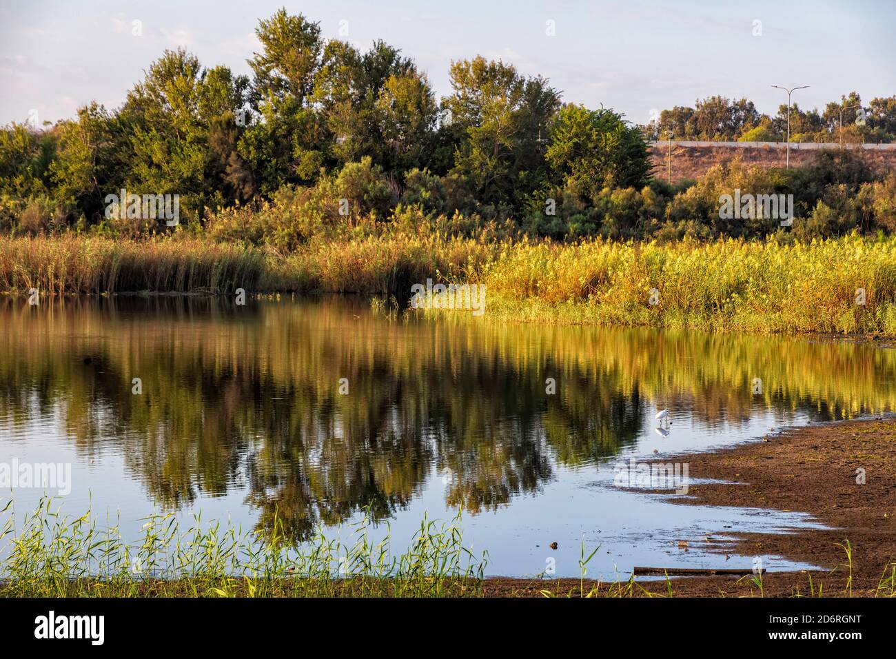 Spiegelung von Herbstbäumen und Schilf im Wasser des Stadtteiches. Querformat Stockfoto