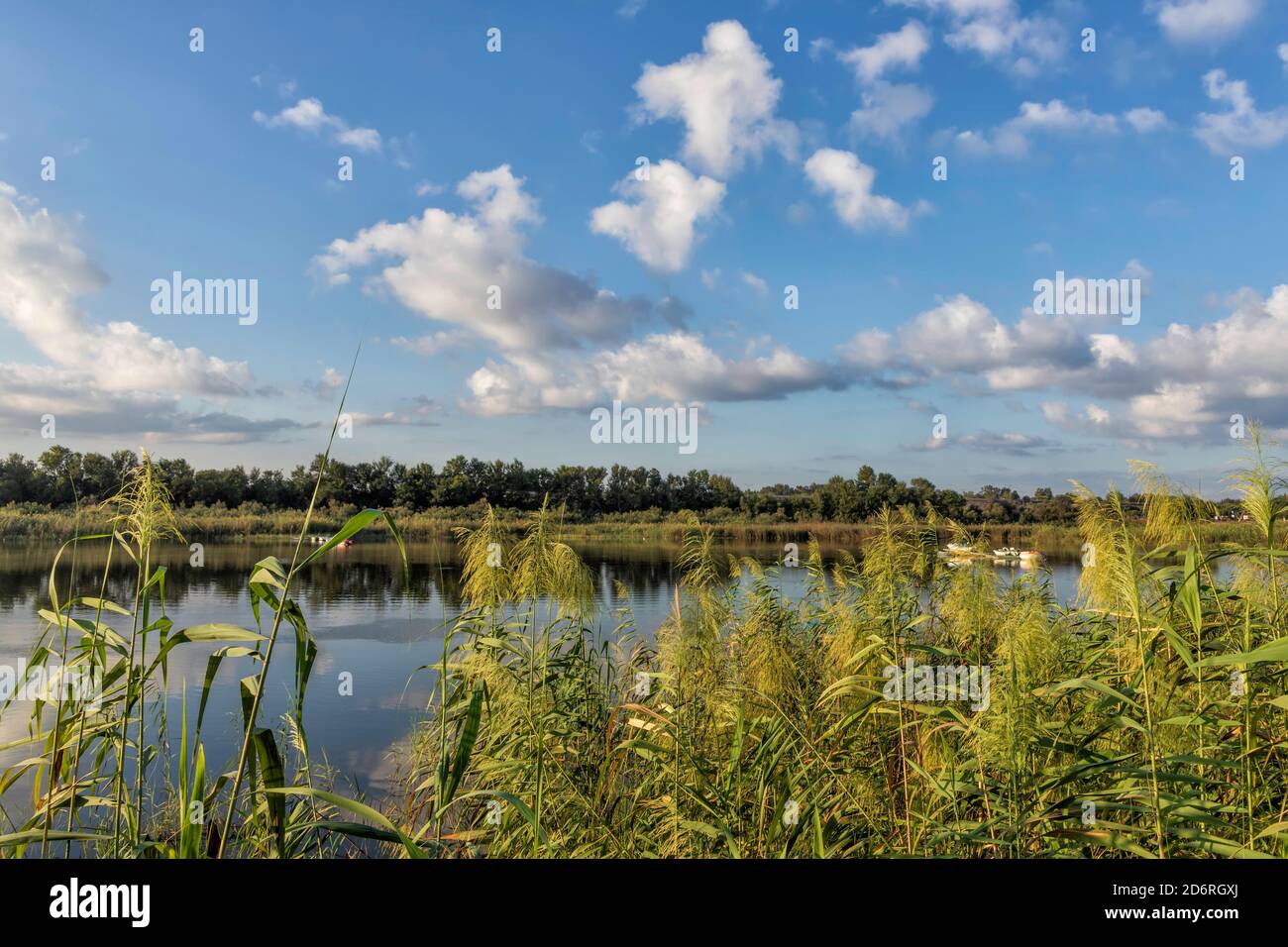 Spiegelung von weißen Wolken im Wasser des Stadtteiches mit blühenden Schilf im Vordergrund. Querformat Stockfoto