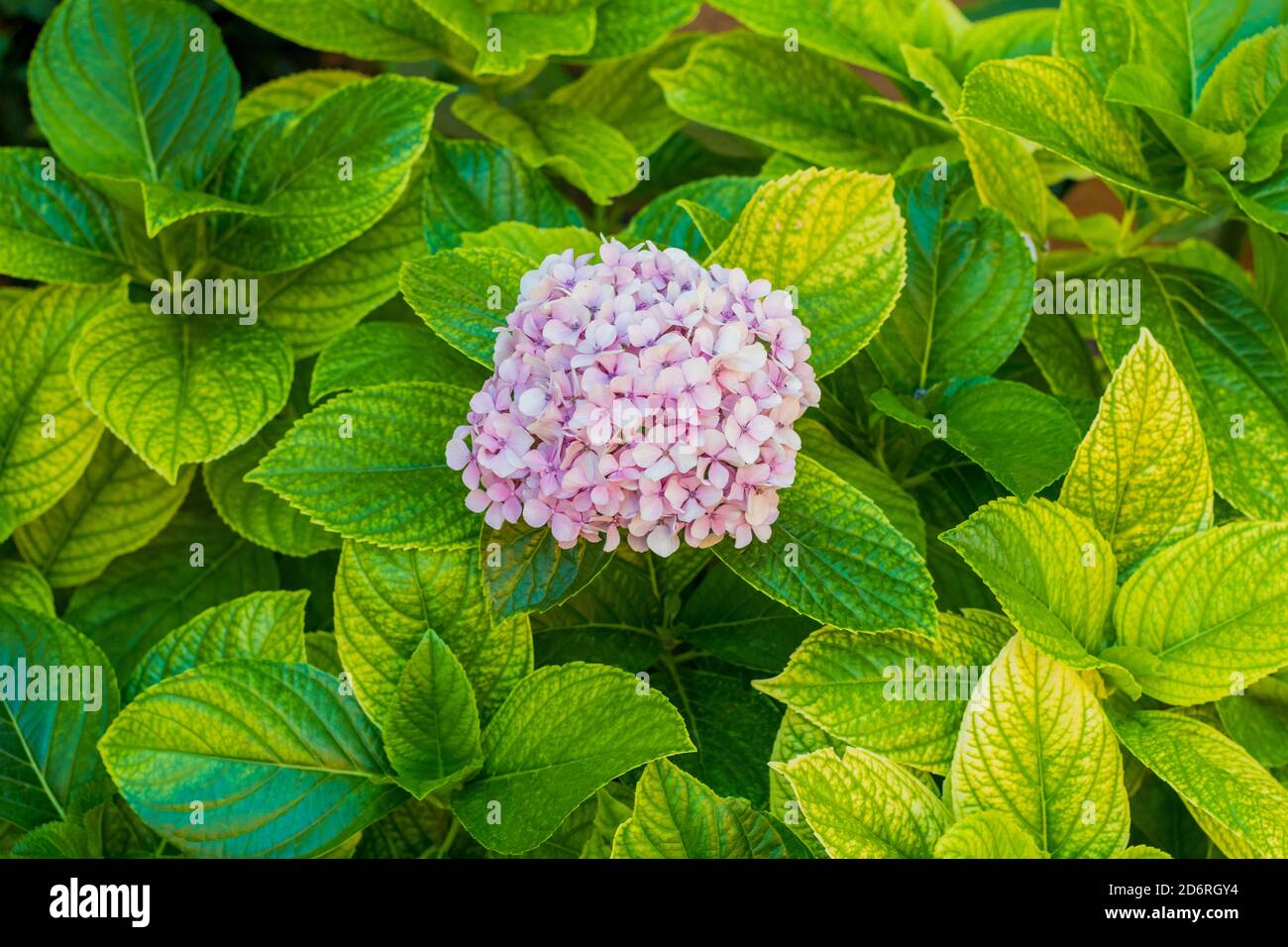 Große Runde Blume Stockfotos und -bilder Kaufen - Alamy
