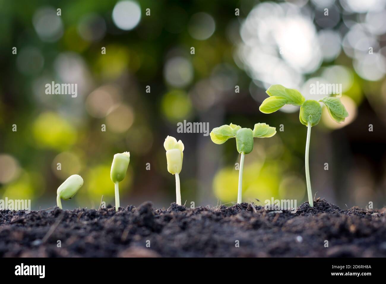 Setzlinge wachsen aus fruchtbarem Boden, einschließlich der Entwicklung des Pflanzenwachstums von Samen zu Setzlingen. Konzept der Ökologie und Landwirtschaft. Stockfoto
