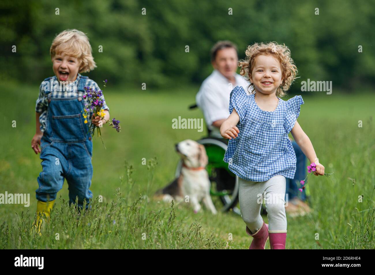 Kleine Kinder mit älteren Großvater im Rollstuhl und Hund auf einem Spaziergang auf der Wiese in der Natur. Stockfoto