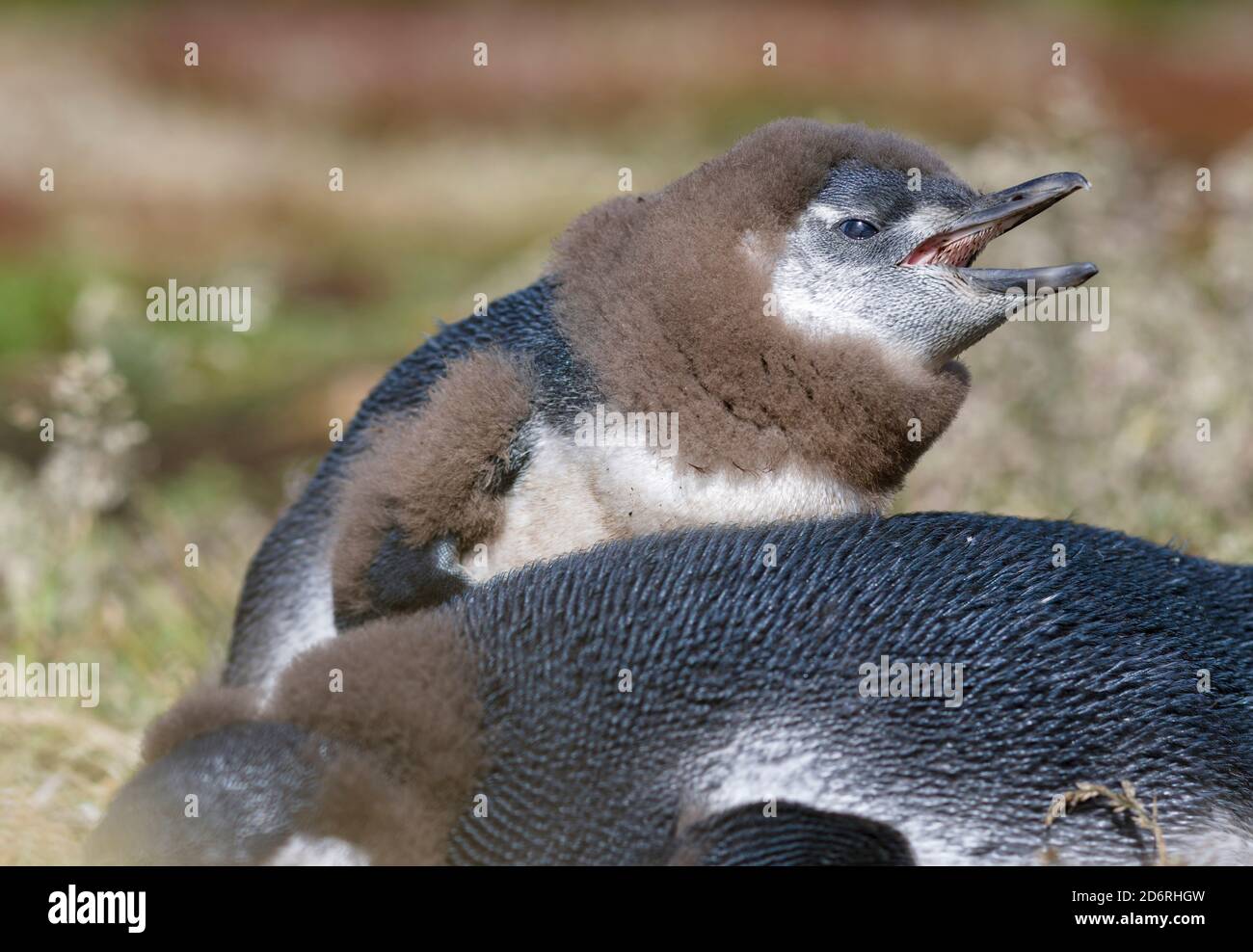 Magellanic Penguin (Spheniscus Magellanicus), am Graben mit der Hälfte gewachsen Küken. Südamerika, Falkland Inseln, Januar Stockfoto