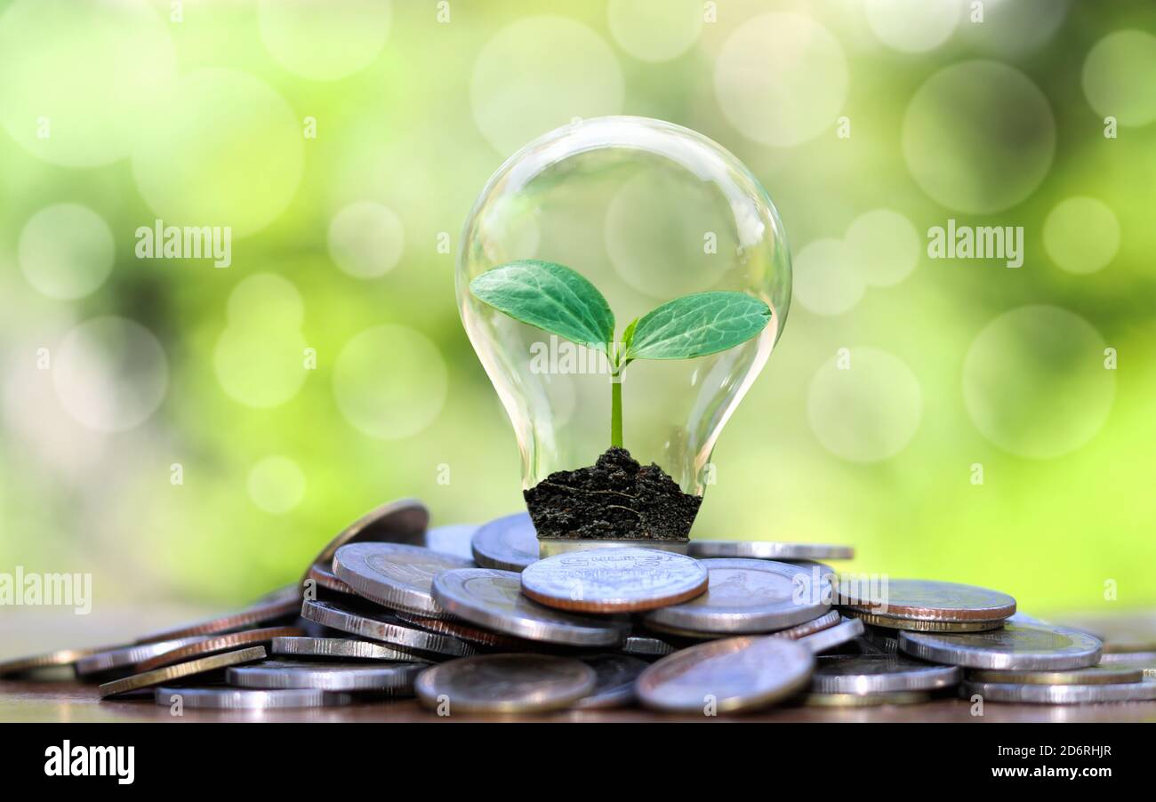 Pflanzen, die in Glühbirnen wachsen, einschließlich Glühbirnen, die auf Haufen von Münzen wachsen, Ideen über Wirtschaftswachstum und Investitionen. Stockfoto