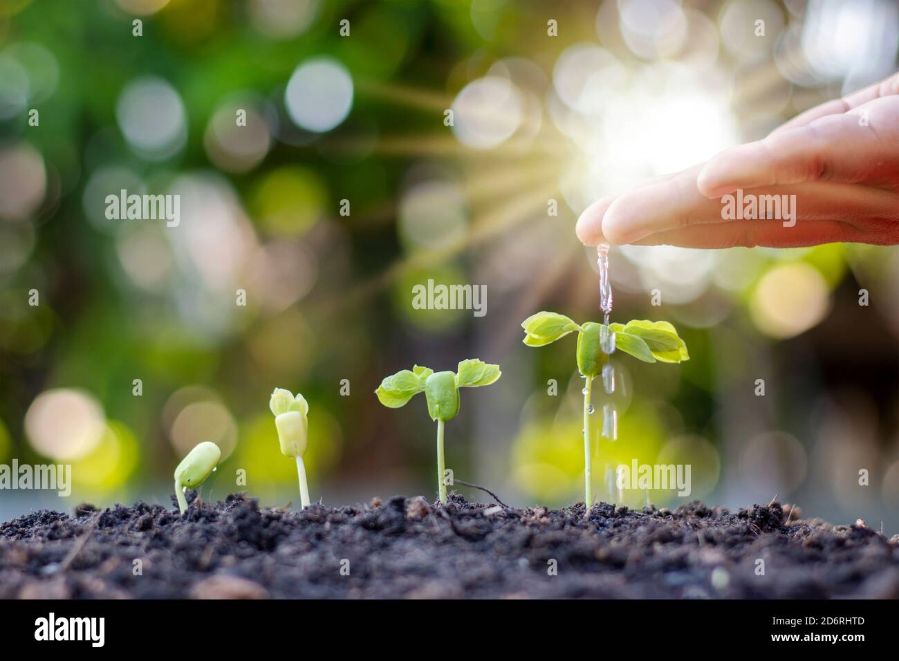 Wachsende Vegetation auf dem fruchtbaren Boden, einschließlich der Sonne scheint durch die Hände der Bewässerung Bauern, die Idee der ​​plant Wachstum und Anbau. Stockfoto