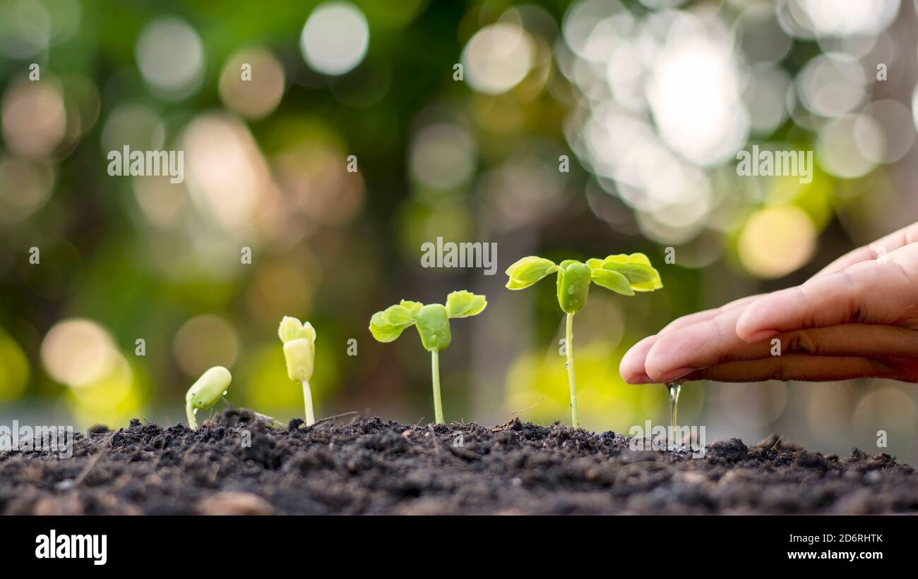 Die Hände von Menschen, die kleine Pflanzen bewässern und das Konzept der Umweltpflege und der Weltumwelttag. Stockfoto