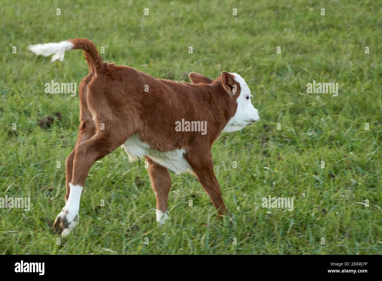 Niedliche Kuh Kalb frolics in grünen Weide Stockfoto