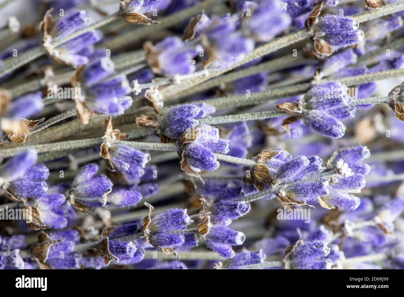 Natürlicher Hintergrund. Trockener Lavendel Nahaufnahme. Makrofotografie Stockfoto