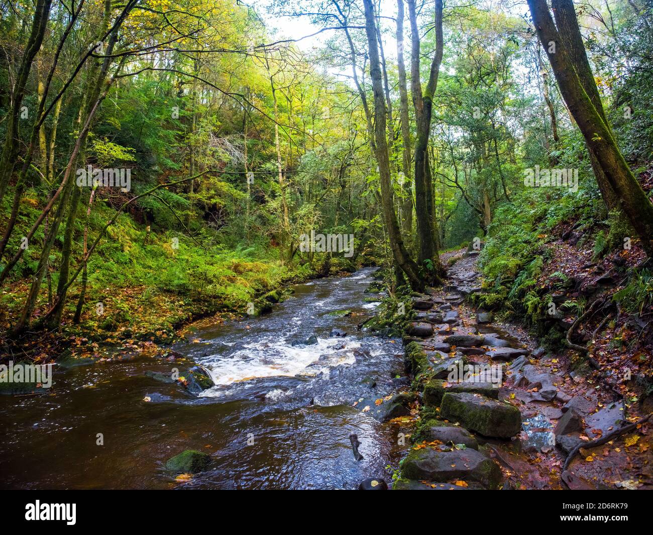 Ein Bach schlängelt sich im Herbst durch einen Wald Stockfoto