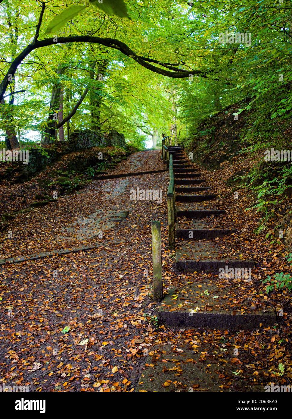 Holztreppen führen im Herbst durch einen Wald mit gefallenen Blättern. Stockfoto