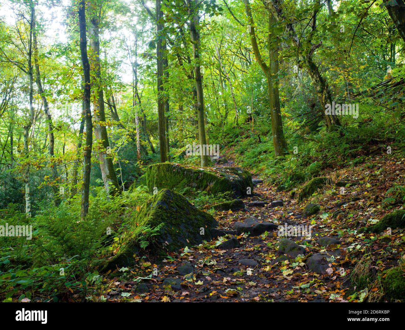 Ein kleiner Pfad schlängelt sich im Herbst durch Wälder. Goitstock. Yorkshire Stockfoto