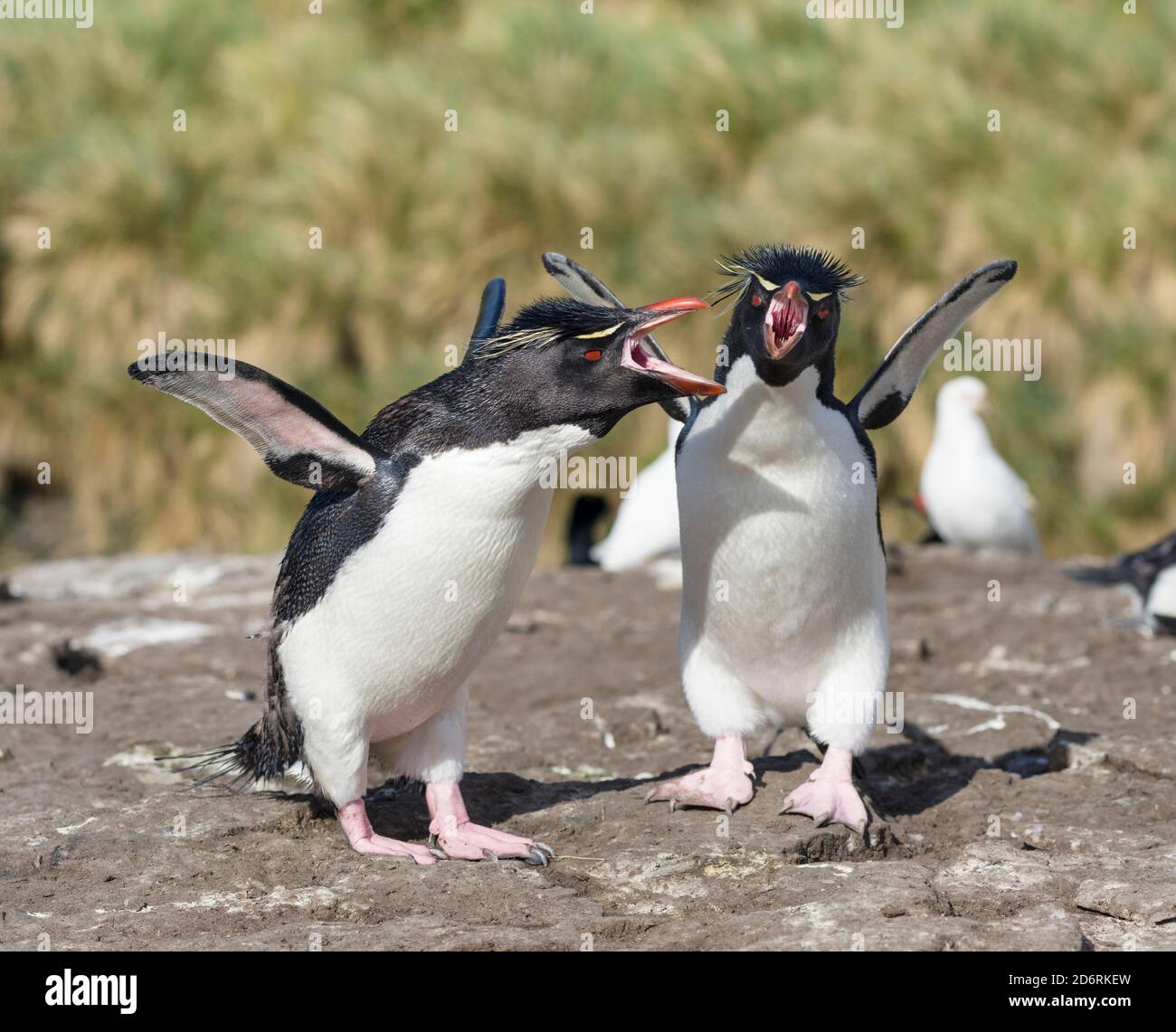 Rockhopper Penguin (Eudyptes chrysocome), Unterarten western Rockhopper penguin (Eudyptes chrysocome chrysocome). Gruß und Verklebung verhalten. So Stockfoto