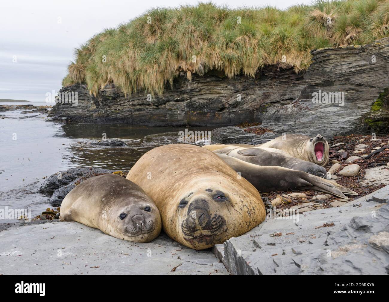 Südlicher See-Elefant (Mirounga leonina leonina), männlich, nach der Brutzeit auf den Falkland Inseln. Südamerika, Falkland Inseln, Januar Stockfoto