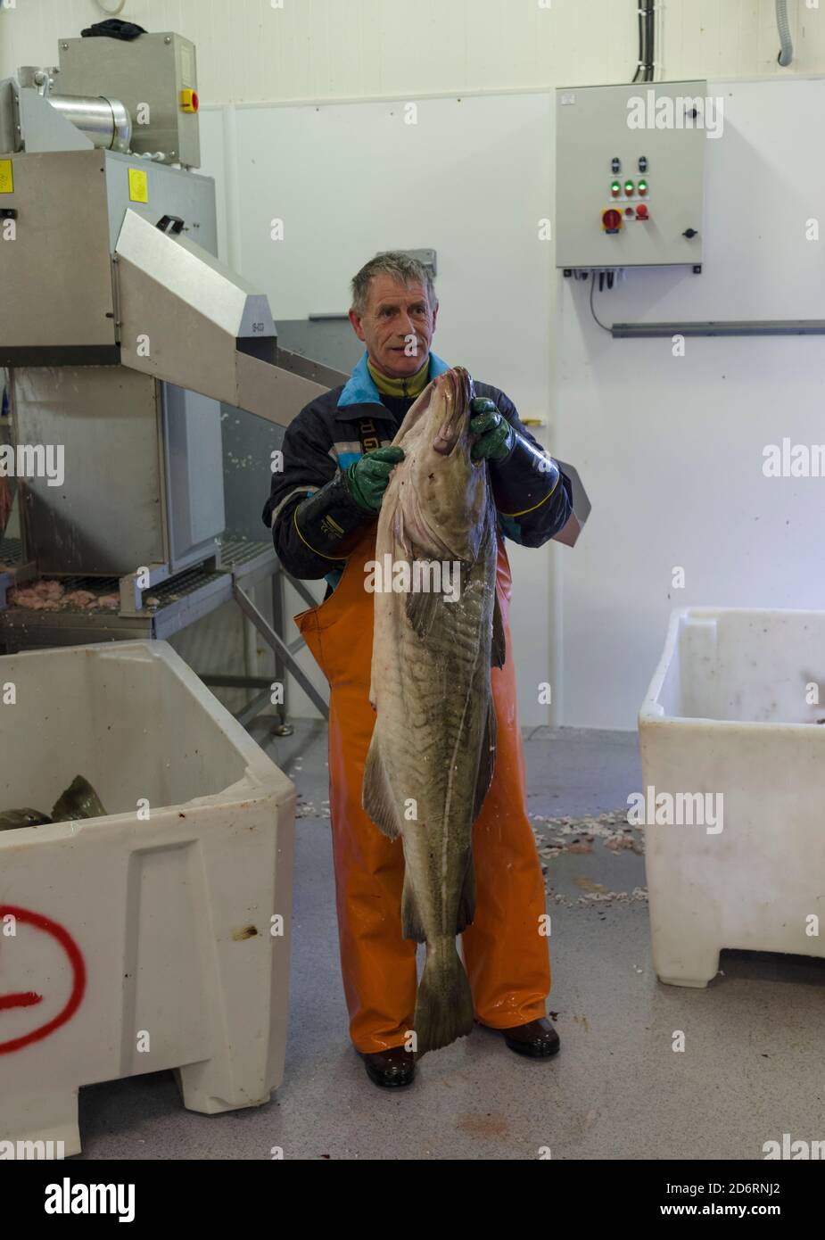 Fischfabrik , Verarbeitung von kabeljau für Stockfisch. Fischerdorf Sund auf den Lofoten im Norden Norwegens im Winter. Europa, Scandi Stockfoto