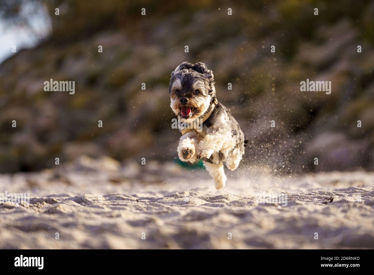 Kleiner Hund, der bei sonnigem Wetter am Strand läuft Stockfoto