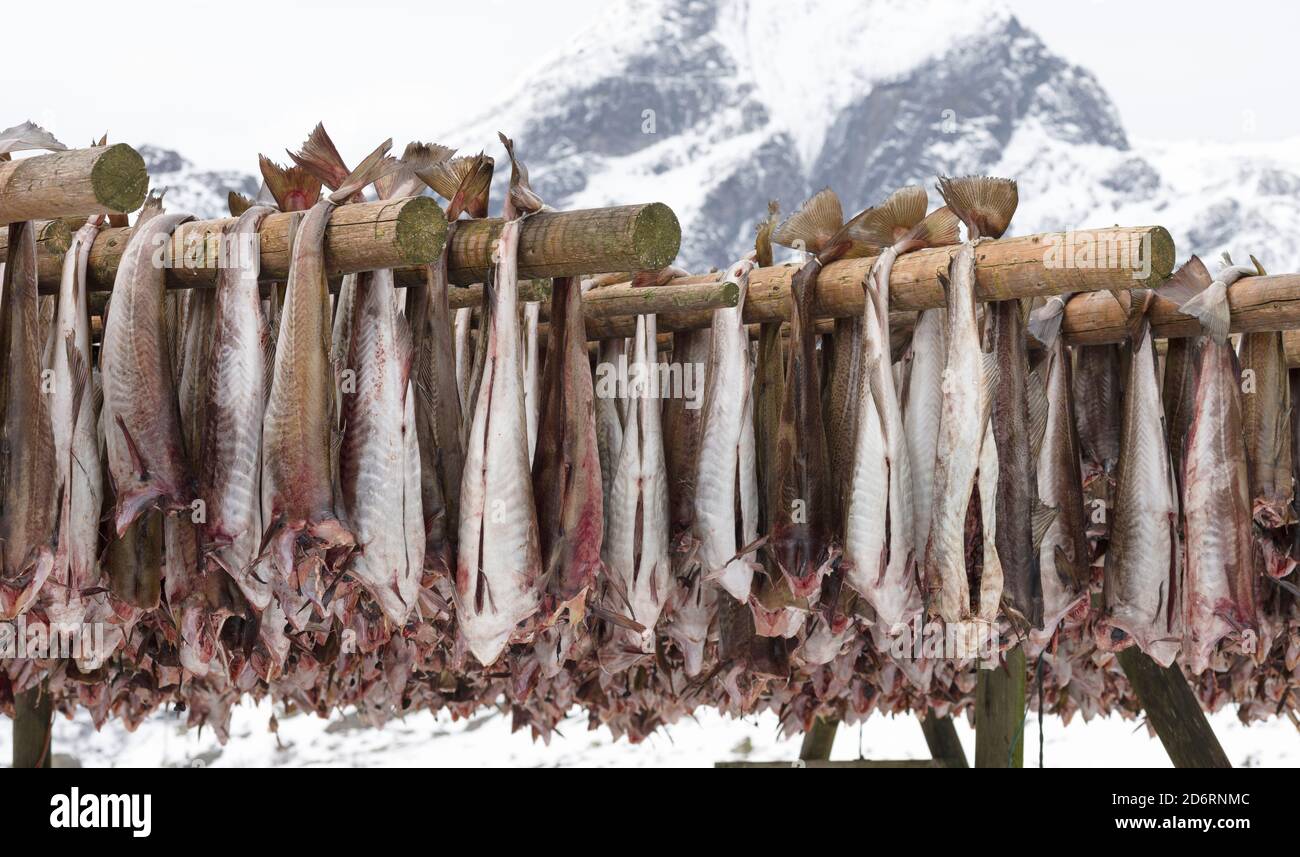 Trocknen von kabeljau für Stockfisch auf typischen Trockengestellen ...