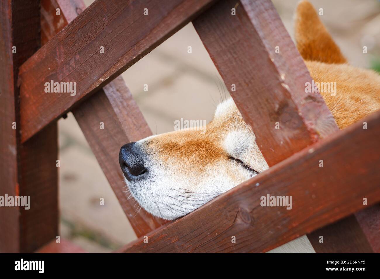 Ein japanischer Hund der Rasse Shiba Inu steckte seine Nase aus einem Holzzaun. Konzept: Der japanische Shiba Ken Hund vermisst den Besitzer und wartet auf ihn Stockfoto