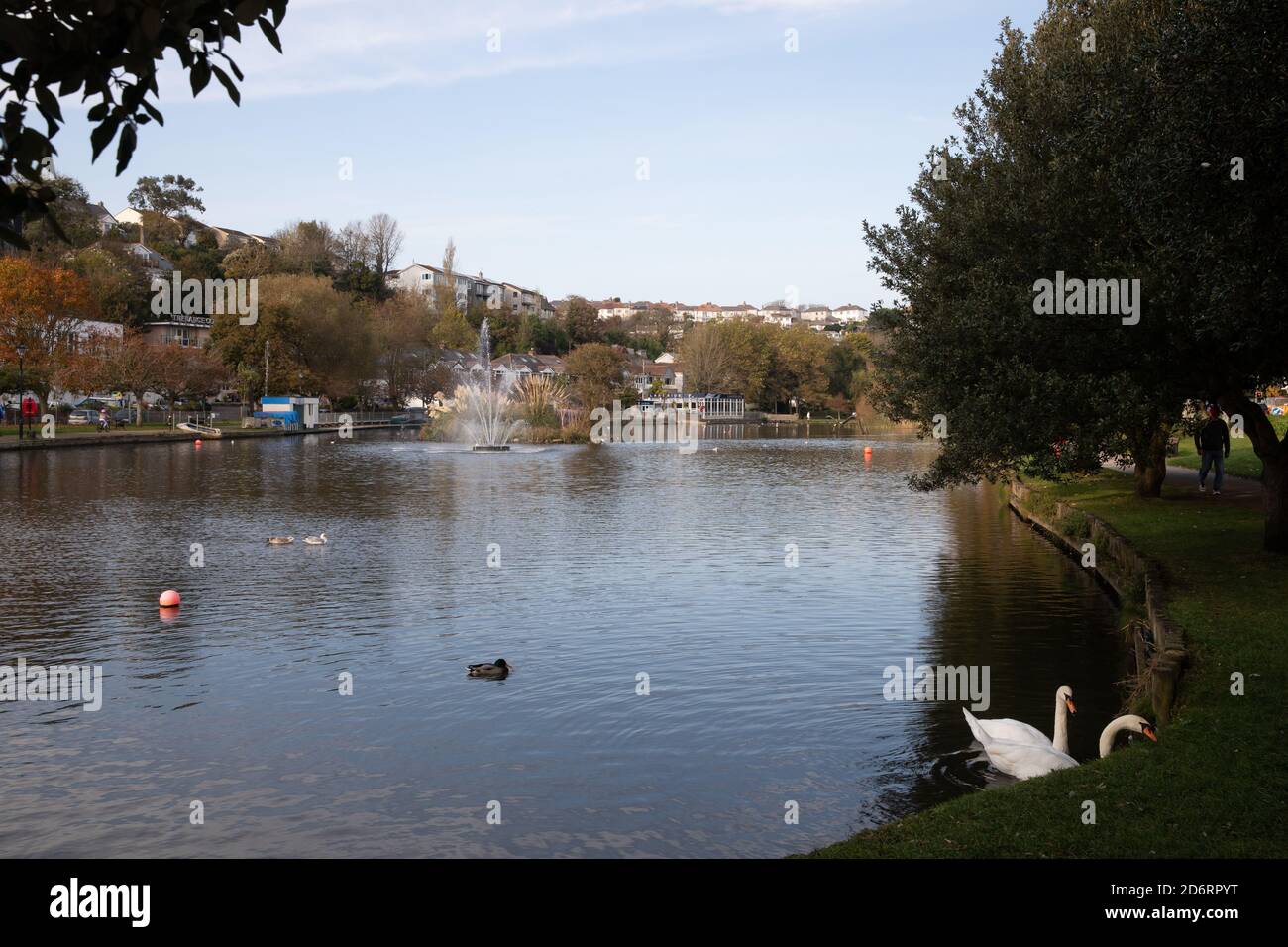 Schwäne am See in Trenance Gardens, Newquay, Cornwall Stockfoto