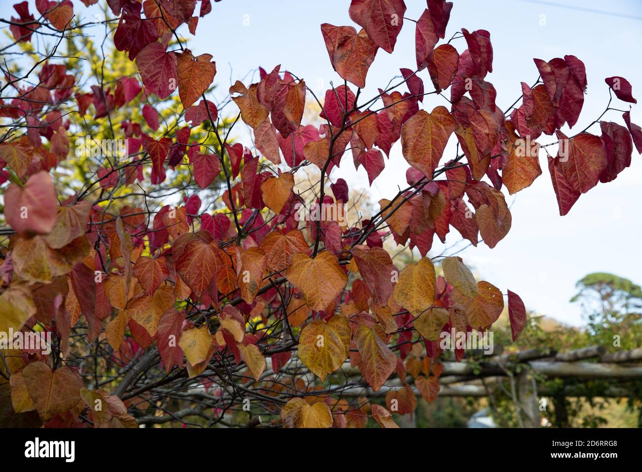 Goldene Blätter in den Gärten von Trenance in Newquay, Cornwall Stockfoto
