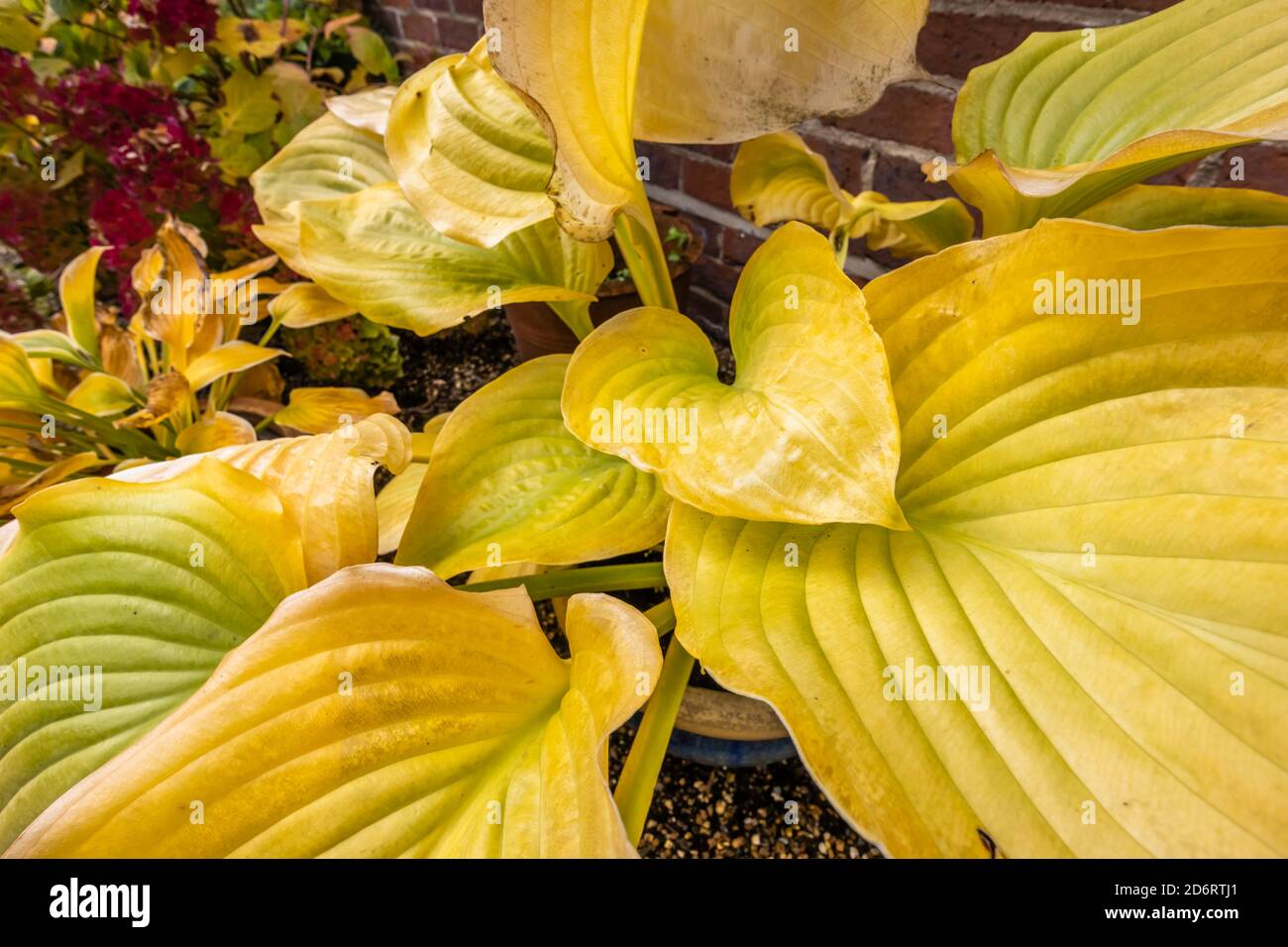 Große gelbe Blätter von sommergrünen Hosta (Kochbananen Lilie) 'Sum und Substanz' sterben zurück in Herbstfarben in einem Garten in Surrey, Südostengland Stockfoto