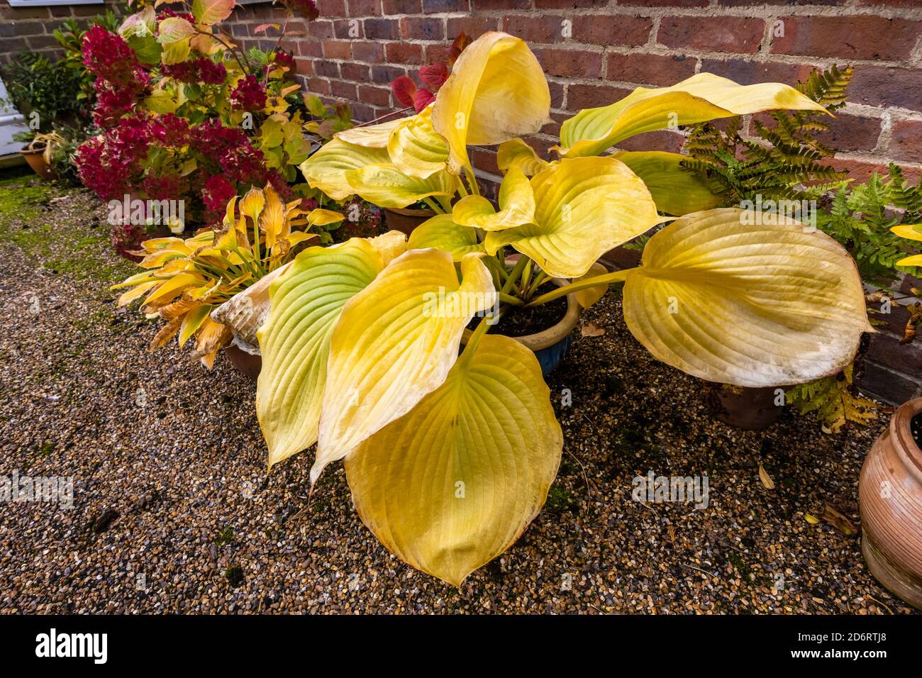 Große gelbe Blätter von sommergrünen Hosta (Kochbananen Lilie) 'Sum und Substanz' sterben zurück in Herbstfarben in einem Garten in Surrey, Südostengland Stockfoto