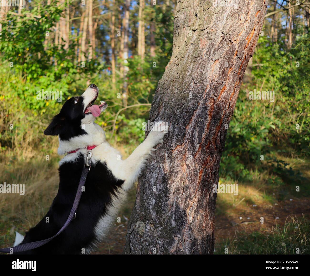 Liebenswert Border Collie mit Zunge auf einer Leash springt mit seiner Pfote auf Baum Trunk während sonnigen Herbsttag. Niedlicher Schwarz-Weiß-Hund im Wald. Stockfoto