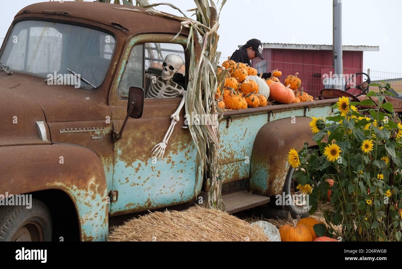 San Francisco, USA. Oktober 2020. Dekorationen und Kürbisse sind auf einer Farm von Half Moon Bay in Kalifornien, USA, am 18. Oktober 2020 zu sehen. Die Menschen vor Ort begannen, sich auf das kommende Halloween vorzubereiten. Quelle: Str/Xinhua/Alamy Live News Stockfoto