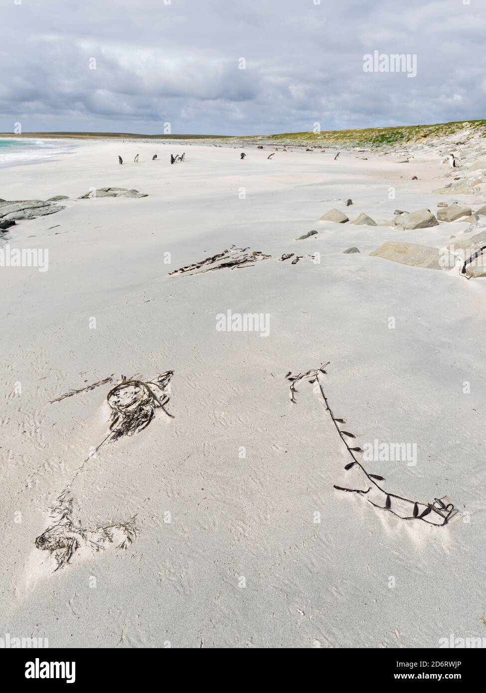 Strand auf der trostlosen Insel. Südamerika, Falkland Inseln, Januar Stockfoto