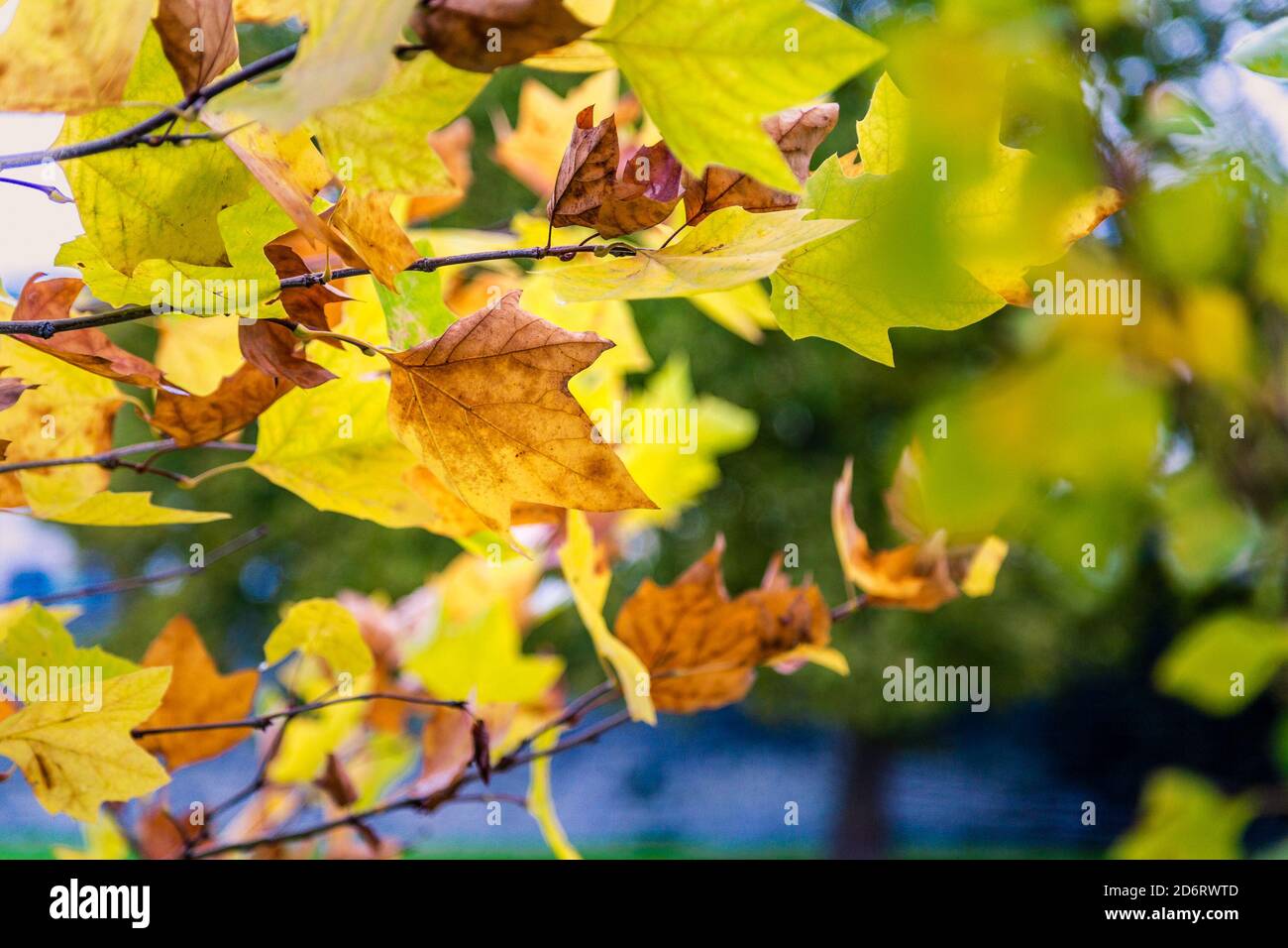 Gelb und Orangen von bunten Blättern im Herbst Stockfoto