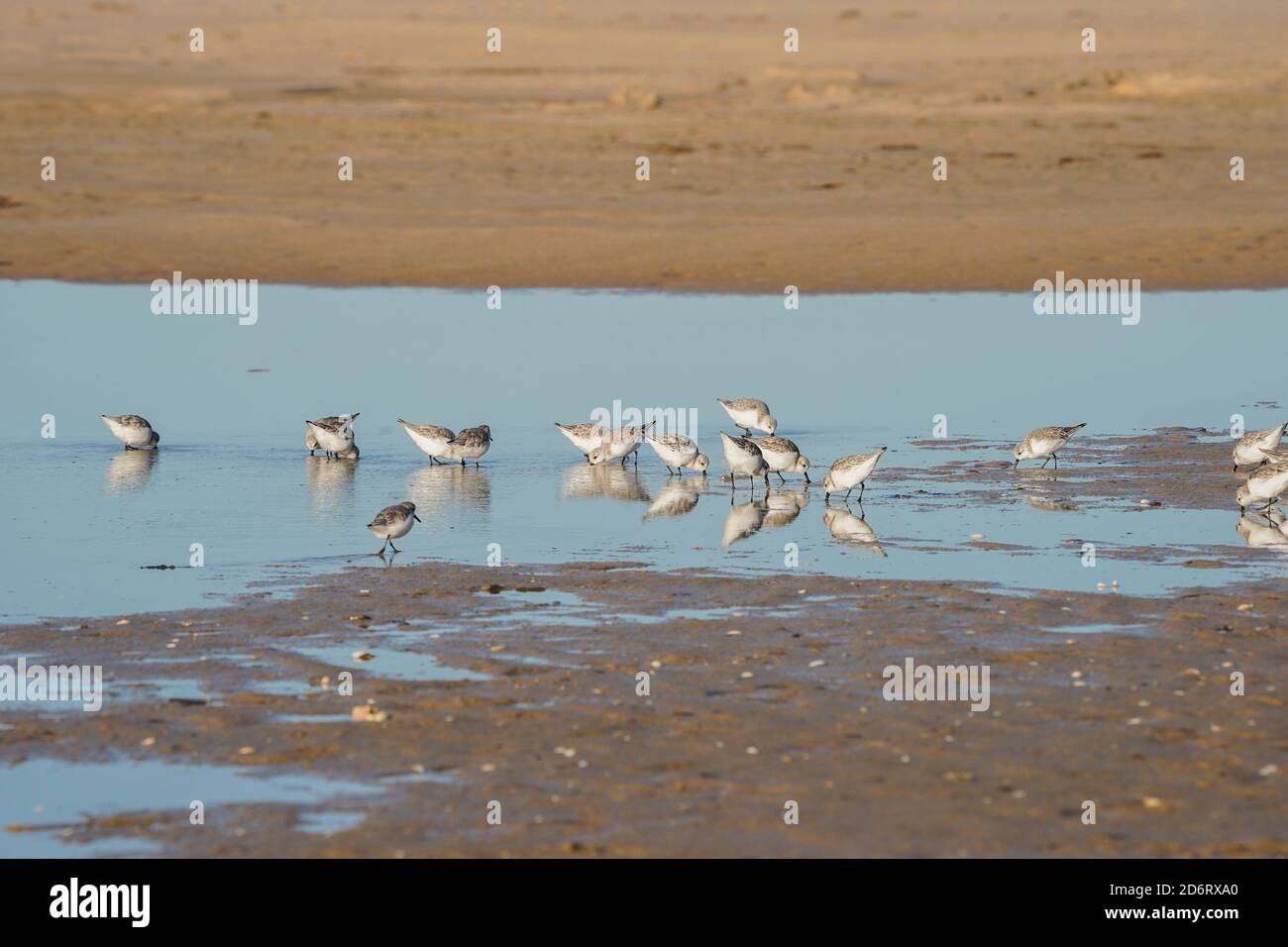 Schar von Sanderlingen (Calidris alba), Fütterung am Strand von Los Lances Tarifa, Andalusien, Spanien. Stockfoto