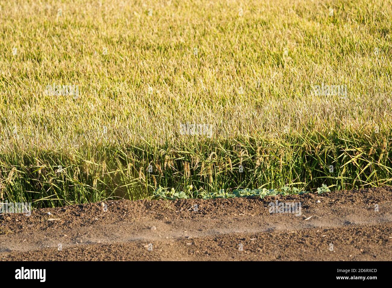 La Janda, spanisch Reisfelder, Reisfeldern, Reisfelder, Reserve, Cadiz, Andalusien. Stockfoto