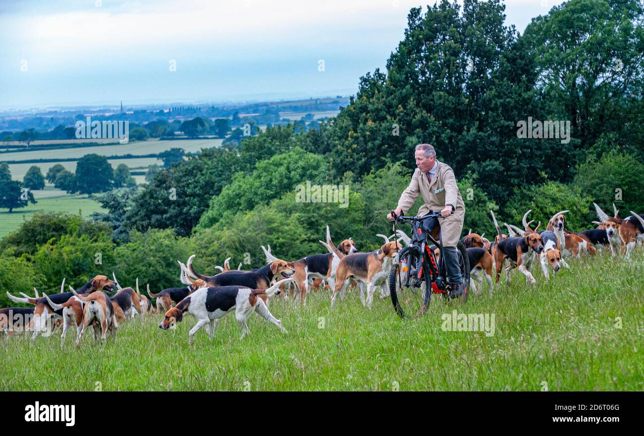 Belvoir, Grantham, Lincolnshire, Großbritannien - der Duke of Rutland hunds out for early Morning exercise with the Belvoir Huntsman John Holliday Stockfoto