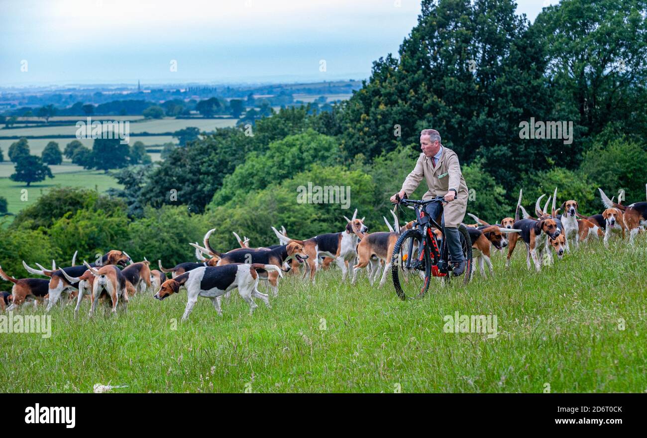 Belvoir, Grantham, Lincolnshire, Großbritannien - der Duke of Rutland hunds out for early Morning exercise with the Belvoir Huntsman John Holliday Stockfoto