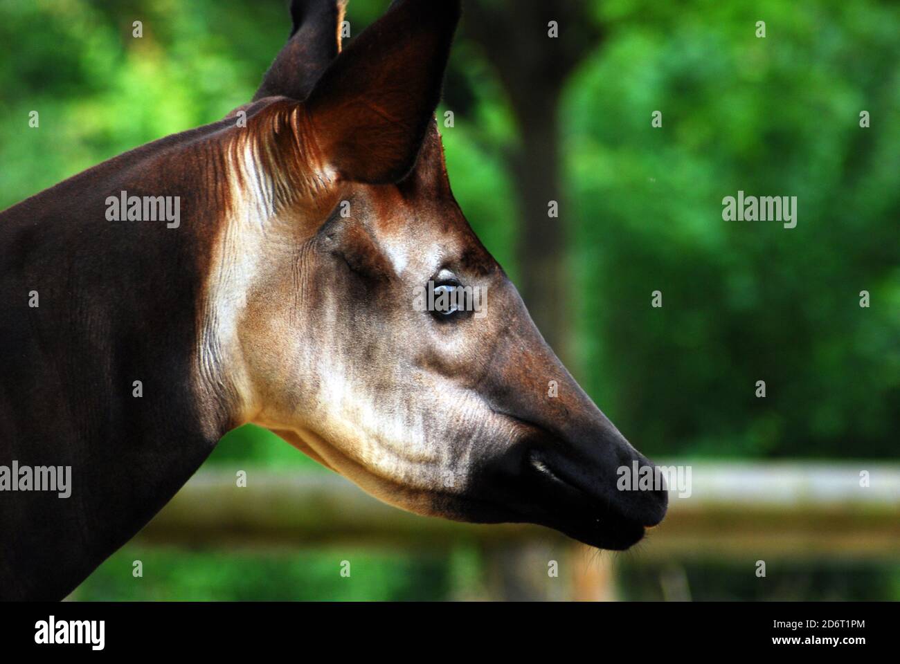 Nahaufnahme von Kopf und Hals eines Okapi (Okapia johnstoni) Diese bedrohte Art ist auch bekannt als Waldgiraffe, kongolesische Giraffe oder Zebragiraffe Stockfoto