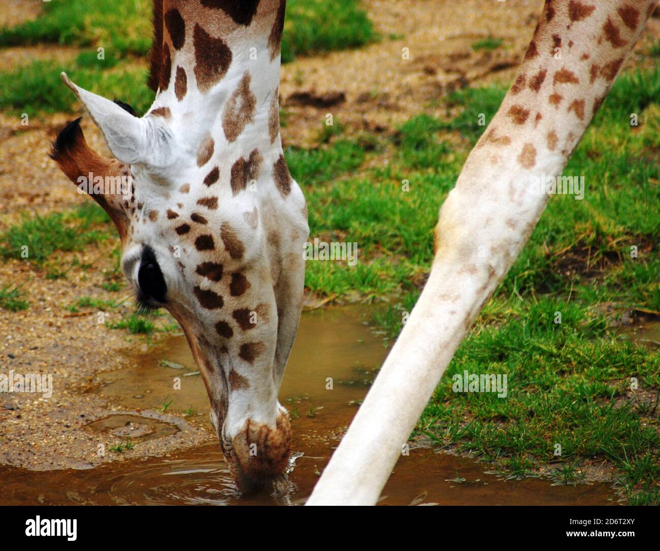 Junge Rothschild-Giraffe (Giraffa camelopardalis rothschildi) Nahaufnahme von Kopf und Beinen, Trinkwasser eine der am stärksten gefährdeten Subgiraffenarten Stockfoto