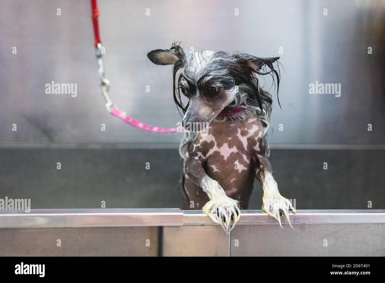 Liebenswert aufmerksam reinrassig Hund mit nassem Fell und gefleckte Haut Stehen im Metallbad während der Hygiene-Verfahren im Salon und Blick nach unten Stockfoto