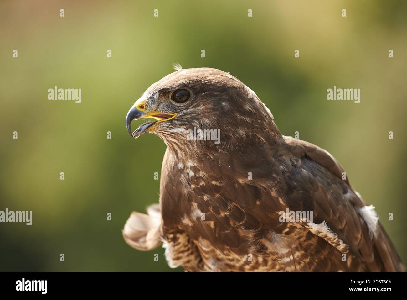 Portrait des Bussardes Stockfoto